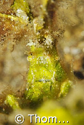 found in Lembeh; D200 by Thomas Lueken 
